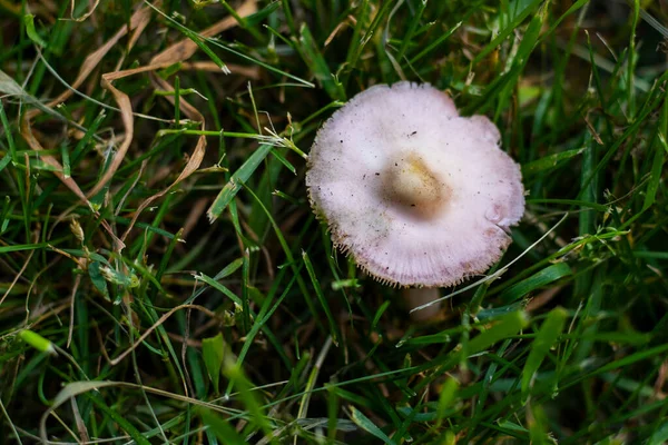 Clitocybe Nuda Mushroom Purple Mushroom — стоковое фото