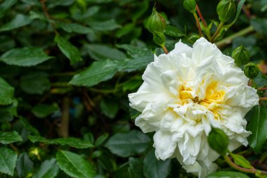 Çitte beyaz güller, doğa arka planı.