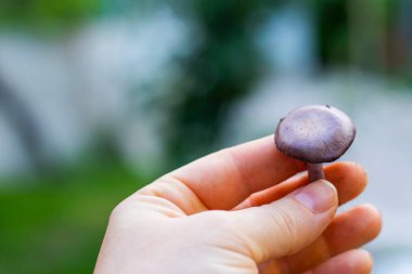 Klitocybe çıplak mantar elinde
