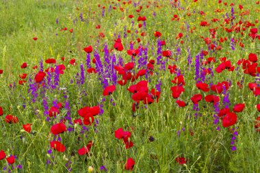Haşhaş ve sarı çiçekler, gün ışığı ve açık hava, Gürcü doğası.