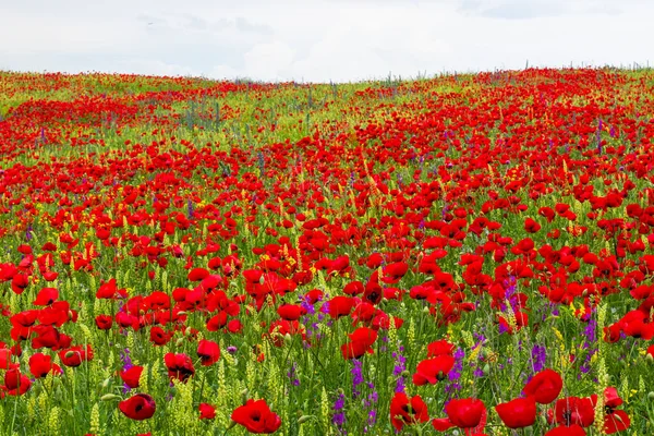 Feld Mit Mohn Und Gelben Blumen Tageslicht Und Freien Georgische — Stockfoto