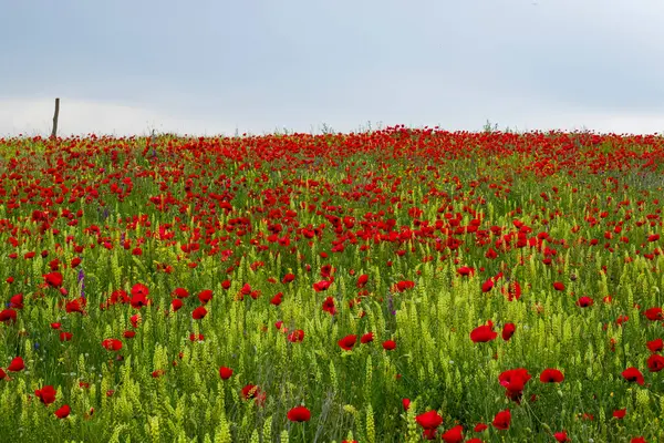 Gebied Van Papaver Gele Bloemen Daglicht Buiten Georgische Natuur — Stockfoto