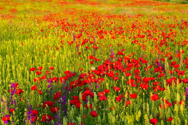 Pole Máku Žlutých Květin Denní Světlo Venkovní Gruzínská Příroda — Stock fotografie