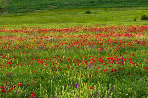 Field Poppy Daylight Outdoor Georgian Nature — Stock Photo, Image
