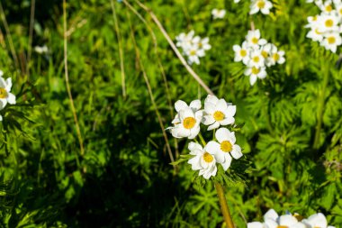 Gürcistan dağlarında beyaz Anemone