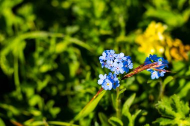 Beni unutma, tarlada çiçek açma.