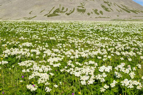 Gürcistan Dağlarında Beyaz Anemone — Stok fotoğraf