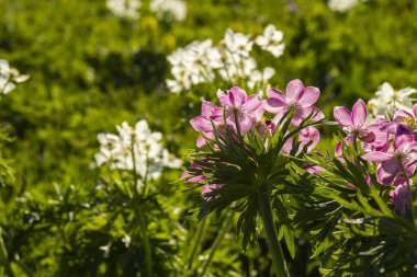 Gürcistan dağlarında beyaz Anemon tarlası