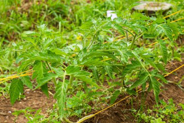 Bahçede domates yetiştirmek, gün ışığı