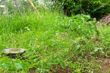 Bahçede domates yetiştirmek, gün ışığı