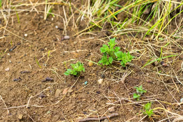 Bahçede patates, yeşil yapraklar