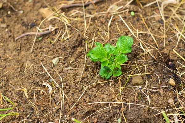 Bahçede patates, yeşil yapraklar