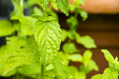 Bahçedeki nane bitkisi