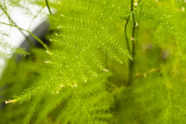 ポットのアスパラガス 緑の葉の背景 — ストック写真