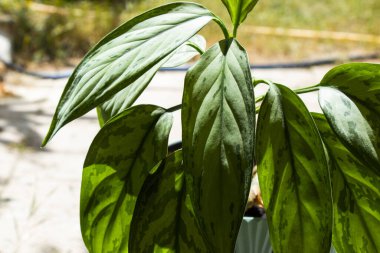 Aglaonema Maria Christina bitki örtüsü yaprakları