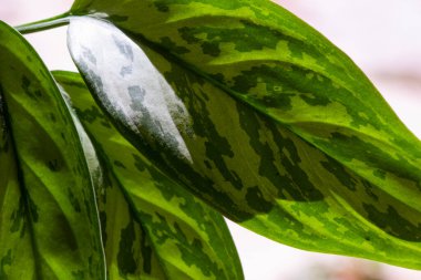 Aglaonema Maria Christina bitki örtüsü yaprakları