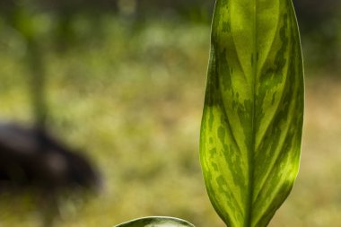 Aglaonema Maria Christina bitki örtüsü yaprakları