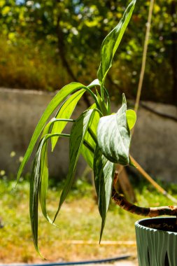 Aglaonema Maria Christina bitki örtüsü yaprakları