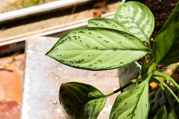 Aglaonema Maria Christina bitki örtüsü yaprakları