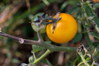 Bahçede kürek çeken domatesler, domates fideleri