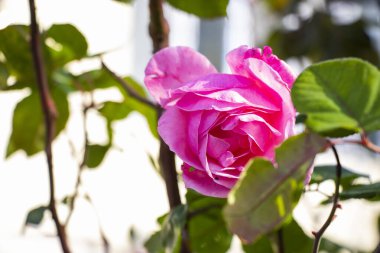 Pembe gül, bahçede gül, güneş ışığı ve yaz.