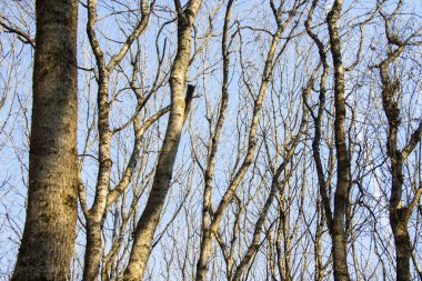 Orman ve vahşi manzara, Gürcistan 'da ağaçlar görünüyor.