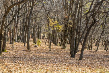 Orman ve vahşi manzara, Gürcistan 'da ağaçlar görünüyor.