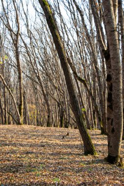 Orman ve vahşi manzara, Gürcistan 'da ağaçlar görünüyor.