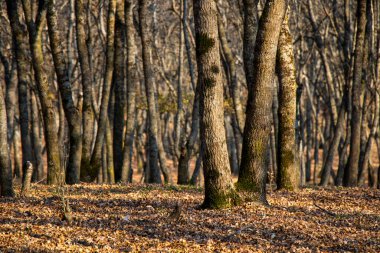 Orman ve vahşi manzara, Gürcistan 'da ağaçlar görünüyor.