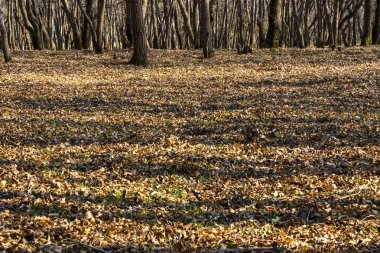 Orman ve vahşi manzara, Gürcistan 'da ağaçlar görünüyor.