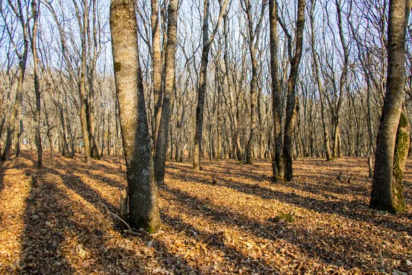 forest and wild landscape and view, trees view in Georgia