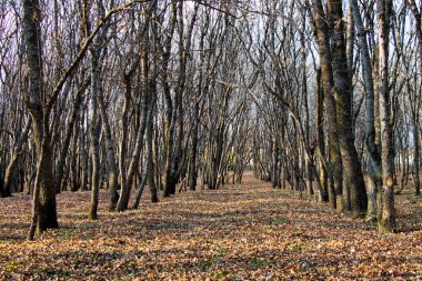 Orman ve vahşi manzara, Gürcistan 'da ağaçlar görünüyor.