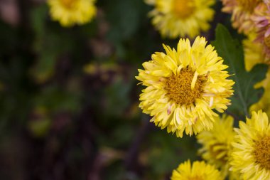 Sarı ve turuncu kasımpatı çiçeği