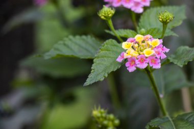 Bahçedeki Batı Hindistan Lantana çiçeği