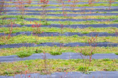 Yaban mersini tarlası, Samegrelo, Georgia 'daki tarla.