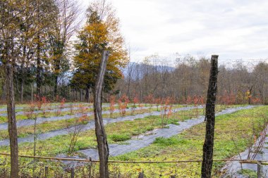 Yabanmersini tarlası, çiftlikteki tarla.