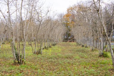 Fındık ağaçları plantasyon manzarası ve manzara, büyük bir ağaç grubu, güneş ışığı.