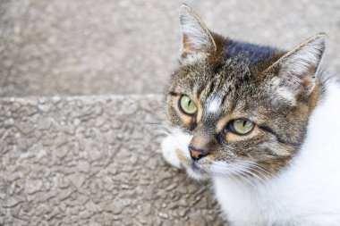 Kedi portresi, gri, beyaz ve turuncu kedi karışımı.