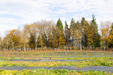 Orman manzarası ve sonbahar manzarası