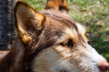Ginger 'ın köpeği dışarıda.