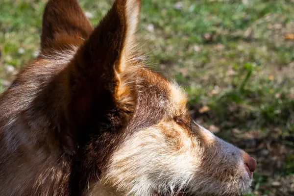 Ginger 'ın köpeği dışarıda.