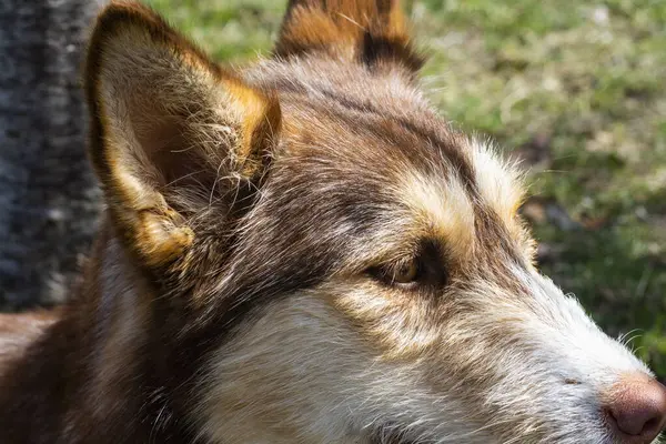 Ginger 'ın köpeği dışarıda.