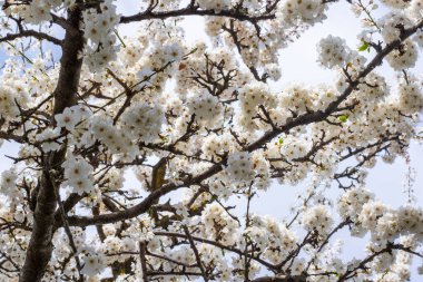 Tree branches with white blooms in spring time. Flower tree in full bloom clipart