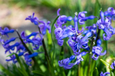 Bahçedeki sümbül fotoğrafı.