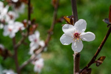 İlkbaharda açan ağaçlar, açık havada