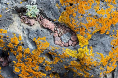 Xanthoria candelaria on the rock background clipart