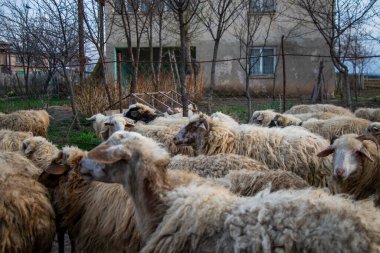 Georgia, köyde koyun var.