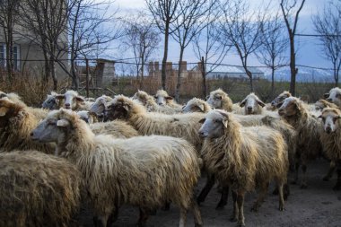 Georgia, köyde koyun var.