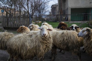 Georgia, köyde koyun var.