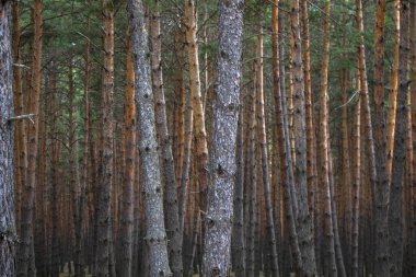Georgia 'da çam ormanı manzarası